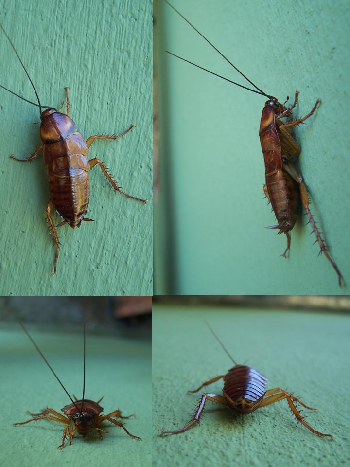 FIGURE 1 FIGURE 1